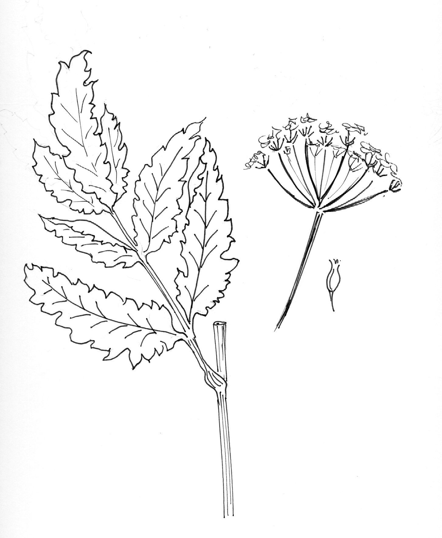 pimpinella major _ tragoselino maggiore